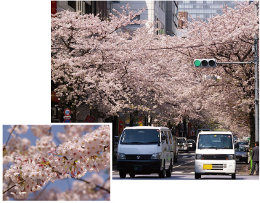 sakura1